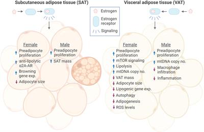 Metabolic and Epigenetic Regulation by Estrogen in Adipocytes